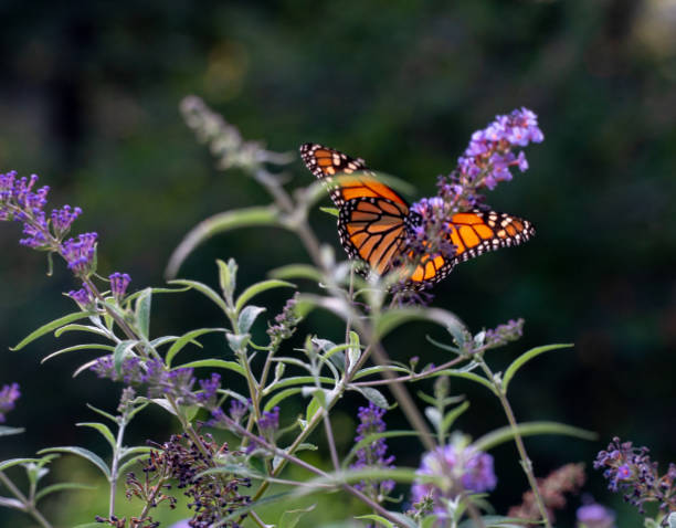 istock Butterflies in nature 1226279179