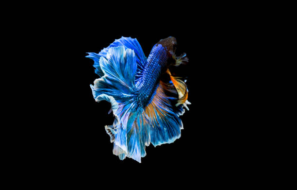 istock betta Fish Siamese Fighting Betta Splendens Plakad isolates on black 1226279265