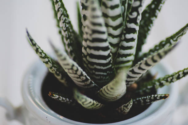 istock Suculent closeup aloe, echeveria 1226279572