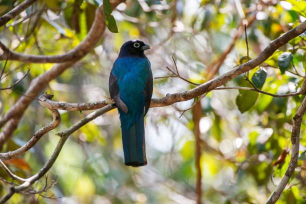 istock White tailed Trogon photographed in Linhares, Espirito Santo. 1226279575