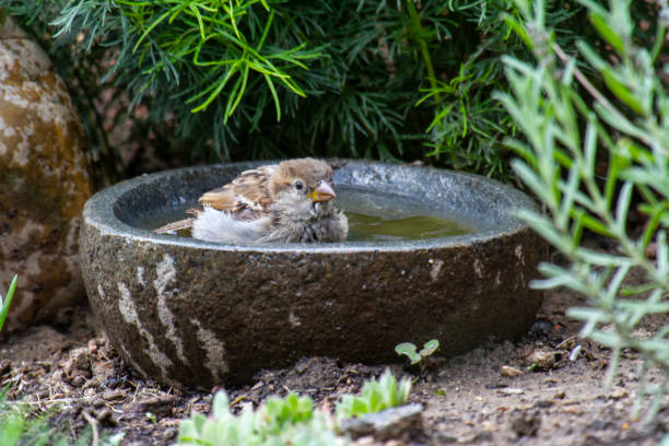 istock a sparrow bathing in a stony bird bath with haziness by motion 1226279617