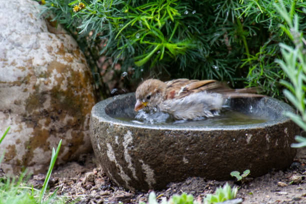 een mus die in een steenachtig vogelbad met haziness door motie zwemt - bird water bath garden stockfoto's en -beelden