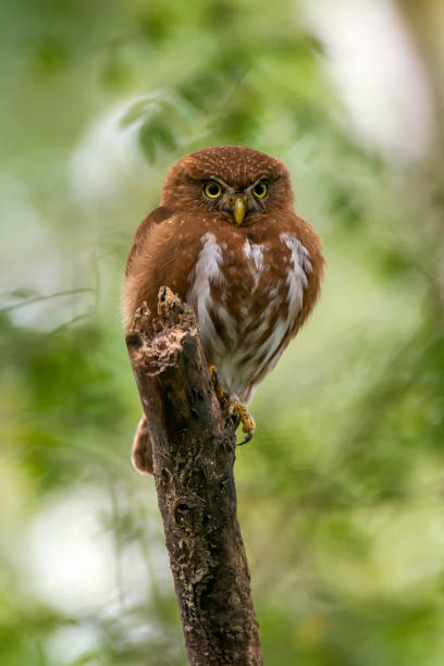 Least Pygmy Owl photographed in Linhares, Espirito Santo. Least Pygmy Owl photographed in Linhares, Espirito Santo. Southeast of Brazil. Atlantic Forest Biome. Picture made in 2013. oviparity stock pictures, royalty-free photos & images