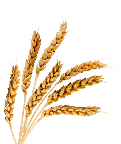 istock Isolated image of wheat close-up 1226280817