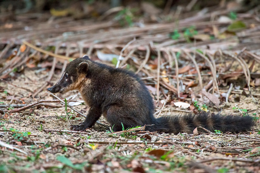 South American coati, or ring tailed coati photographed in Linhares, Espirito Santo. Southeast of Brazil. Atlantic Forest Biome. Picture made in 2013.