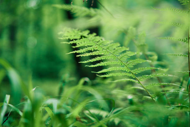 istock Ferns in the forest nature background 1226281209