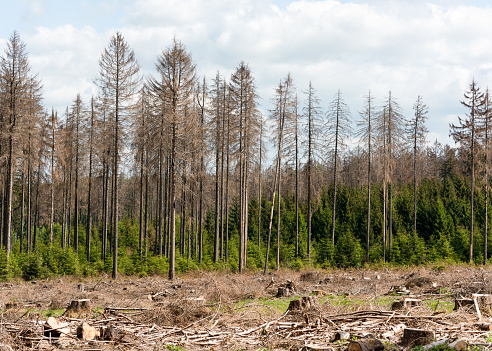 Drought, wind break and bark beetle infestation have caused extensive death of pine forests.