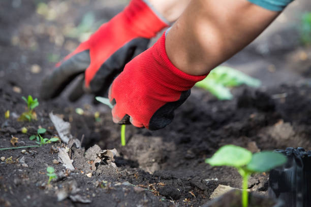 istock Planting cucumber seedling in the garden 1226282012