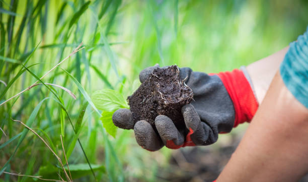 istock Planting cucumber seedling in the garden 1226282013