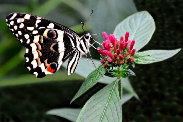 istock Buckeye Butterfly Feeding on Flower 1226282197