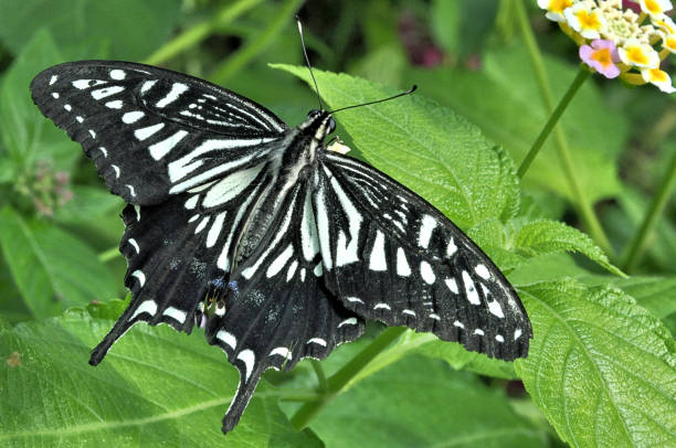 Asian Swallowtail Butterfly. Closeup of Asian Swallowtail butterfly (Papilio xuthus) with vivid coloration and prominent tail. asian swallowtail butterfly photos stock pictures, royalty-free photos & images