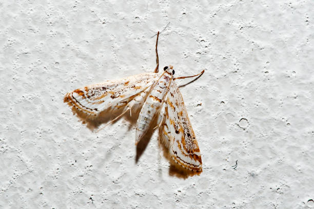 Moth photographed in Linhares, Espirito Santo. Southeast of Brazil. Atlantic Forest Biome. Picture made in 2013.