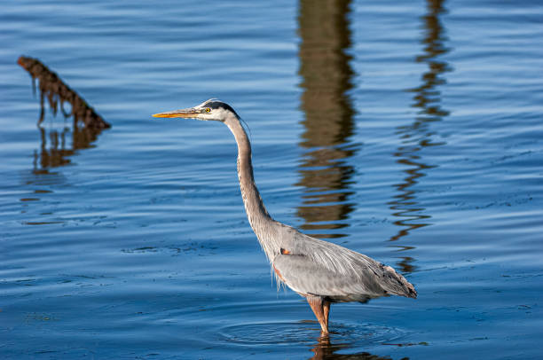 istock Heron Wading in the Elkhorn Slough 1226283173