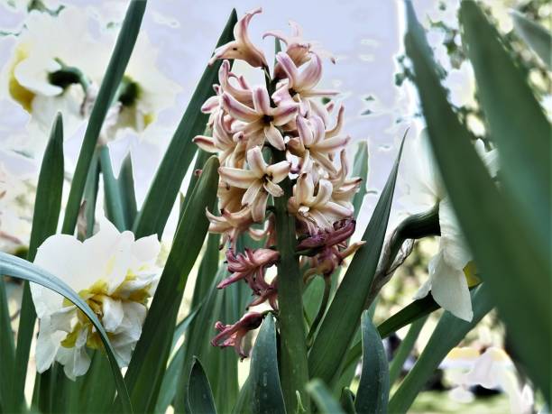 istock Almost faded pink hyacinth 1226283243