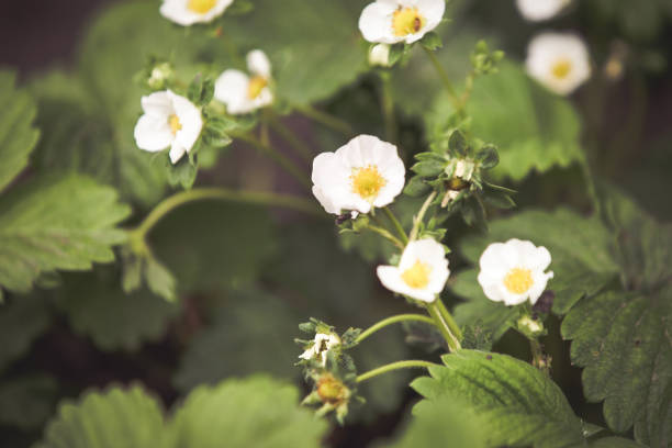 Strawberry plants  forming flower buds within their crowns