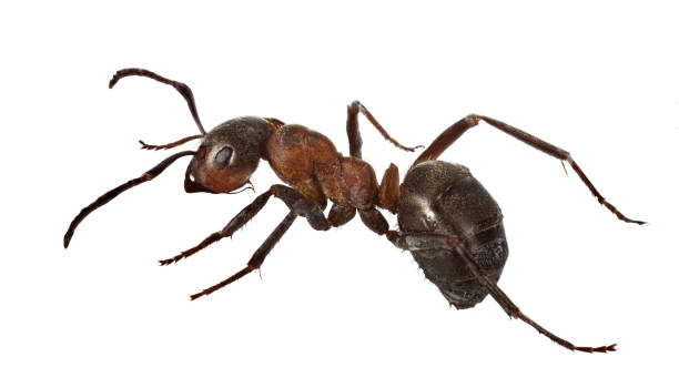 istock forest dark brown large isolated ant 1226284054