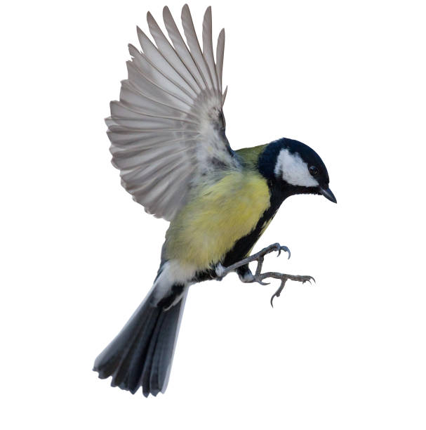 istock flight of isolated great tit 1226284140