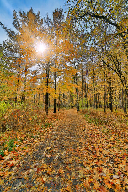 istock dark gold trees in autumn sunny park 1226284185