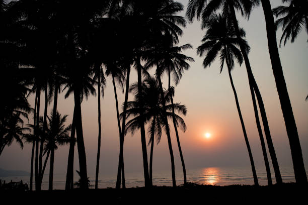 istock Sunset on a palm beach in India. Coconut trees and evening sun in background. 1226285445