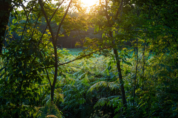 istock sunset over a field of ferns 1226287183
