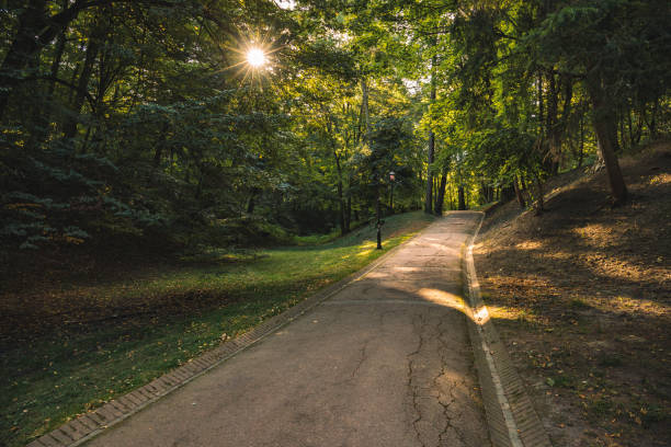 istock empty park outdoor nature scenic view in morning time with sun lighting rays through tree green foliage and asphalt road for walking 1226287429
