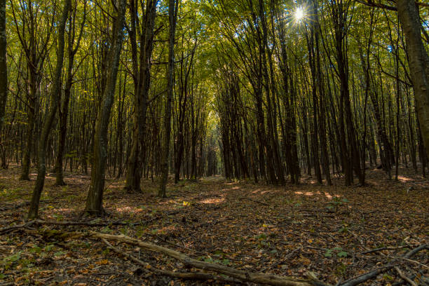 istock autumn forest landscape scenic view with falling leaves cover and passage between high trees 1226287465