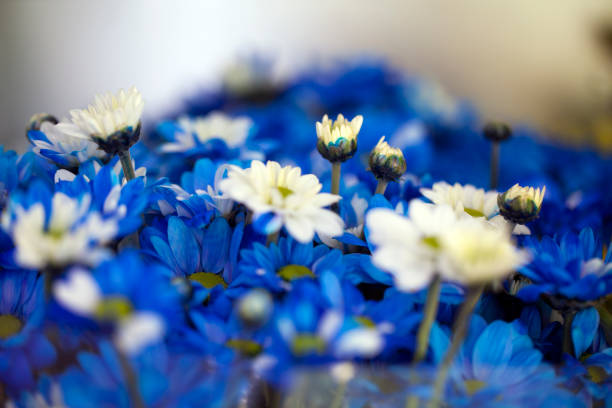 Bouquet of Colorful Flowers on Table - Colorful flowers detail with selective focus and soft blurred background.