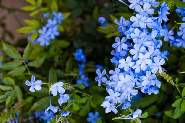 istock Blue Romantic Flowers and Leaves 1226287664