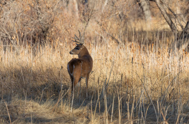 istock Whitetail Deer Buck in Autumn 1226288258
