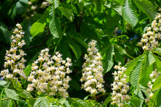istock White candles of the blooming chestnut tree 1226288326