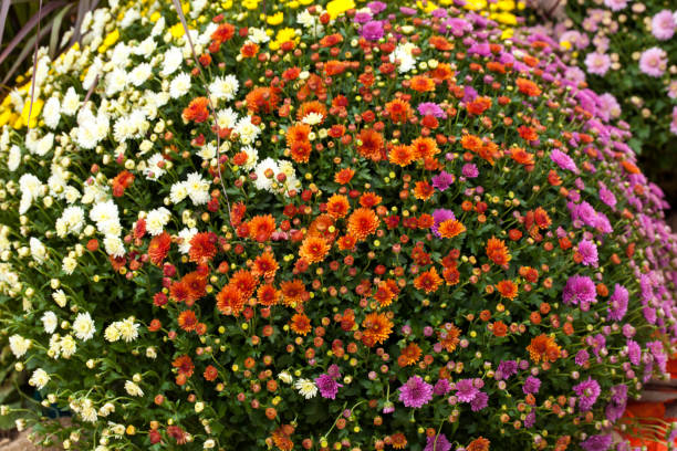 istock Colorful Live Romantic Flora Flowers and Leaves 1226288341