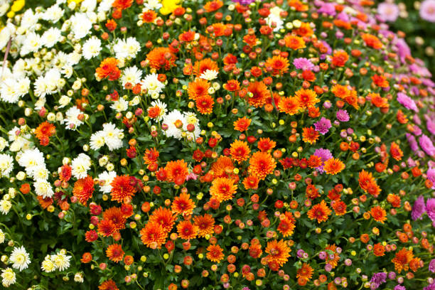 istock Colorful Live Romantic Flora Flowers and Leaves 1226288411