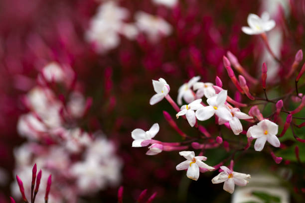 istock Romantic Natural Flora Purple Flowers 1226288601