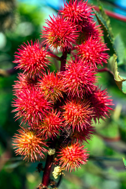 istock Romantic Natural Flora Red Flowers 1226288604