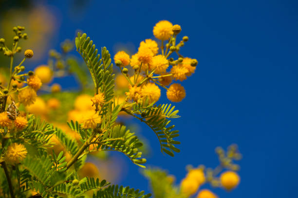 istock Yellow Flowers in Nature 1226288757