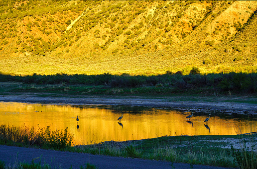 Geese searching for food while swimming down the Kern river during spring season.