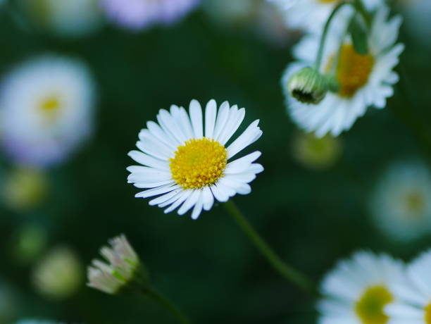 istock Erigeron Daisy Flower Closeup 1226289675