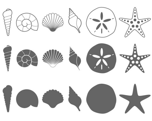 Sea Shells Vector Illustration Set on White Collection of black and white sea shell outlines and silhouettes on a white background. sand clipart stock illustrations
