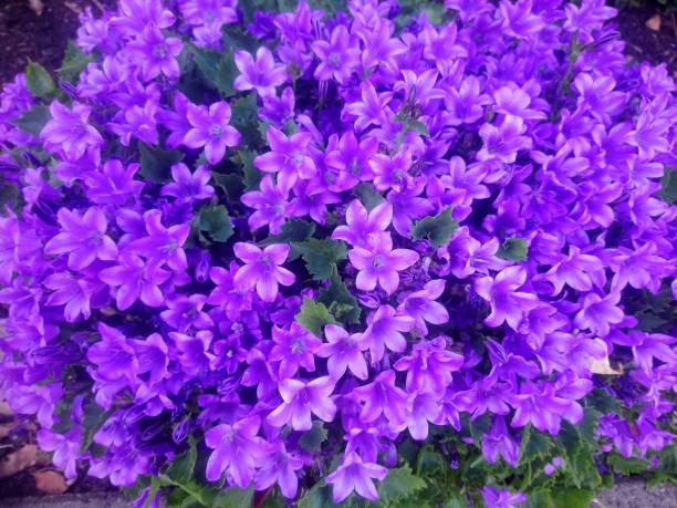 istock Violet to dark purple colored bellflowers 1226291085