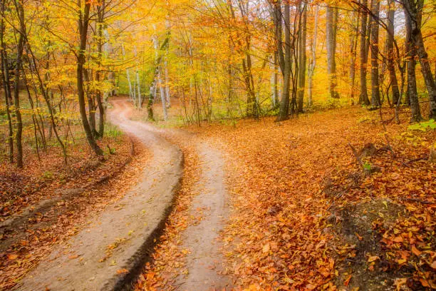 Autumn colorful landscape - autumn trees and orange fallen autumn leaves on the ground.