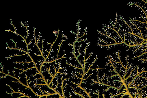 This Sea Fan Hydroid Solanderia sp. is from a small cave at the North West side of Pura Island, Alor Archipelago, East Nusa Tenggara, Indonesia 8°17'5.83