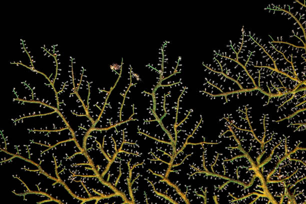Sea Fan Hydroid Solanderia sp., Hidden Beauty of the Deep, Pantar Strait, Indonesia This Sea Fan Hydroid Solanderia sp. is from a small cave at the North West side of Pura Island, Alor Archipelago, East Nusa Tenggara, Indonesia 8°17'5.83" S 124°19'29.65" E at 16m depth coral gorgonian coral hydra reef stock pictures, royalty-free photos & images