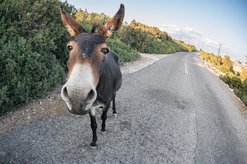 Donkey in Karpaz Peninsula in north Cyprys Turkey