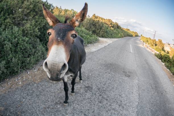 burro na península de karpaz no norte da turquia cyprys - karpas - fotografias e filmes do acervo