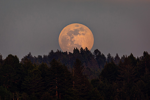 The rising full moon over a northern California forest.