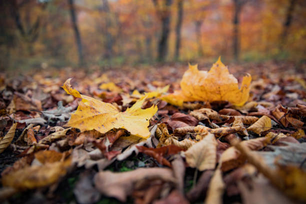 istock Autumn leaves in forest 1226293058