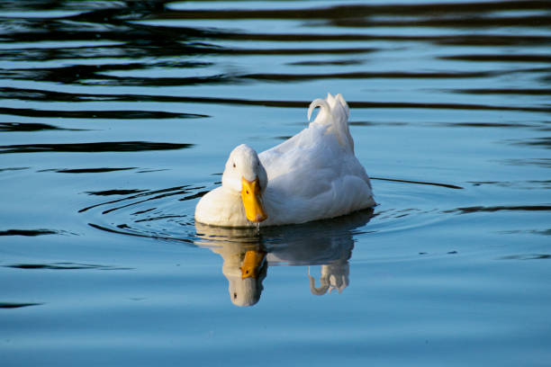 White pekin ducks swimming on a still calm lake with water reflection