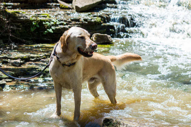 istock taking a dip in the cool water 1226294244