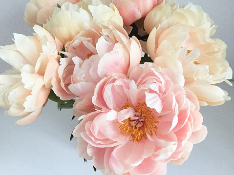 Light pink peonies arranged in a vase, flower heads in bloom, light pink petals and yellow stamen