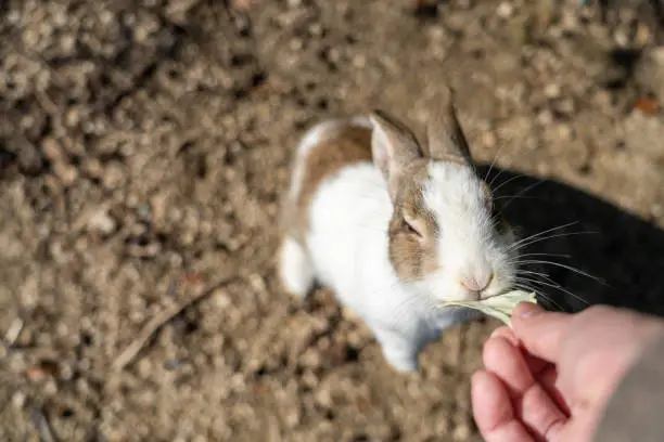 Photo of Feeding wild rabbits on Okunoshima Island. Hiroshima Prefecture, Japan